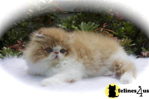 centralparkpersians Picture 2